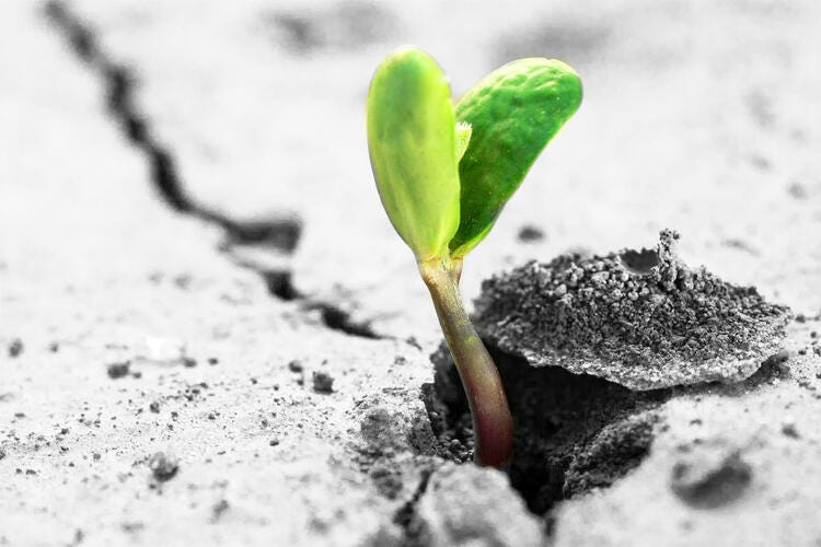 a seedling growing out of a rock