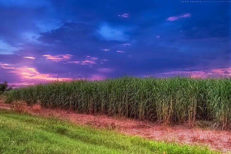 a field of plants